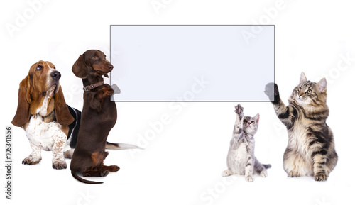 Fototapeta Naklejka Na Ścianę i Meble -  dachshund dog paws holding banner