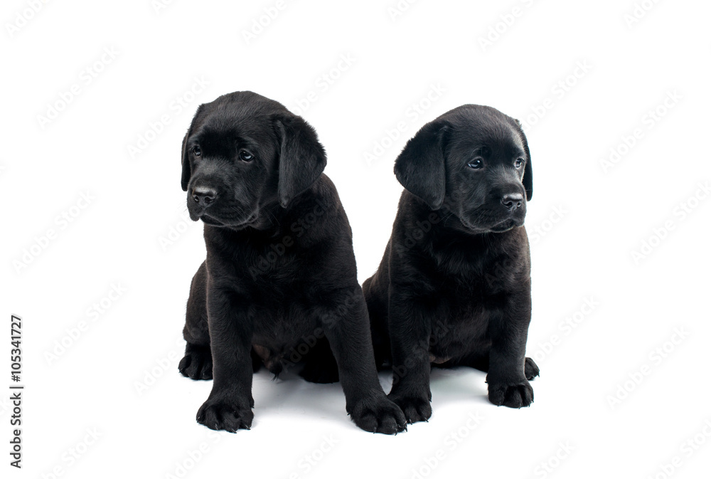 Labrador puppies are black