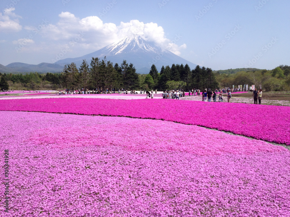fuji-shibazakura-moss-phlox-phlox-subulat-kawaguchiko-japan-stock