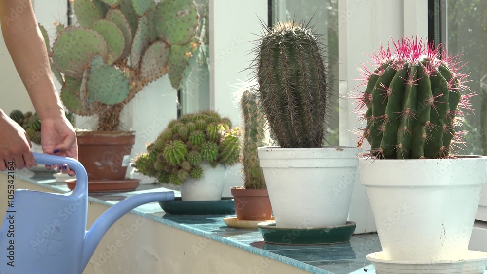 Big cactus plants grow in greenhouse and woman hands with can watering plants. Static closeup shot.
