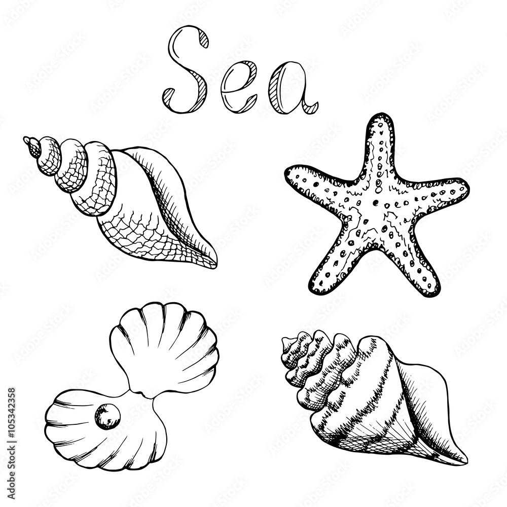 Shell set graphic art black white illustration vector Shell set graphic art black white illustration vector