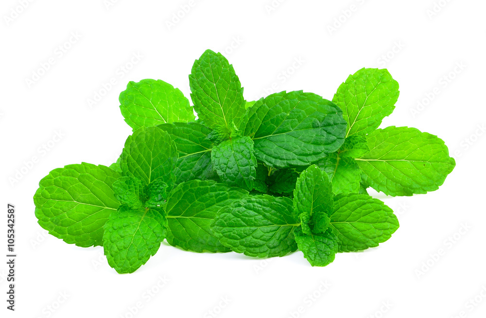 mint leaf on white background mint leaf on white background