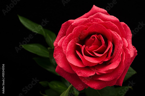 Big red rose on a black background