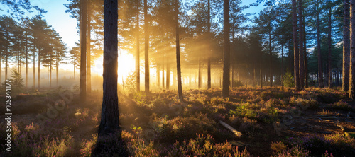 Sunrise in misty woods near Wareham, Dorset, England, UK photo