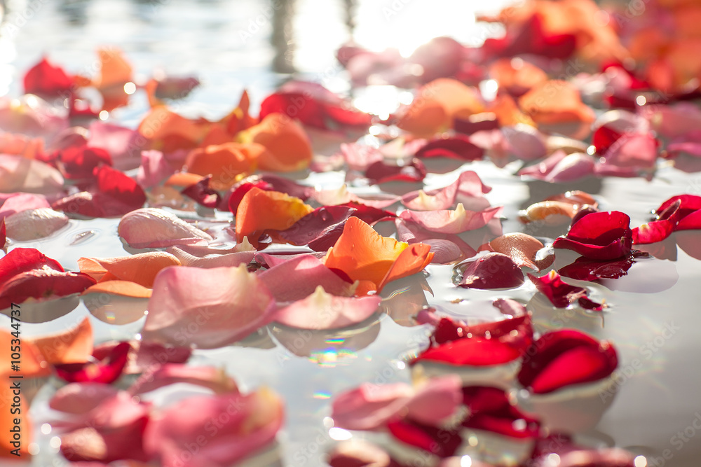 Obraz premium Rose petals in the water