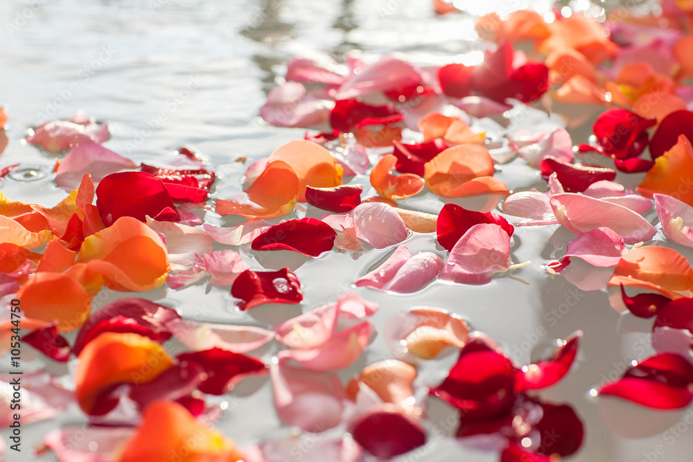 Obraz premium Rose petals in the water