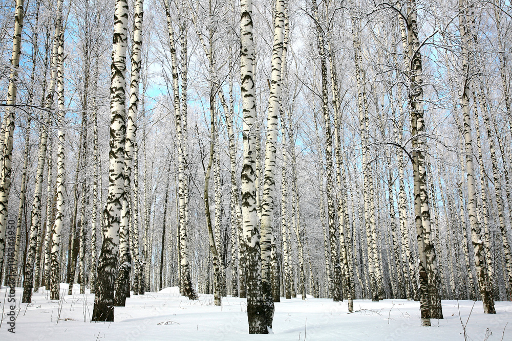 Fototapeta premium Zima brzozowy gaj z zakrywającymi śnieżnymi gałąź