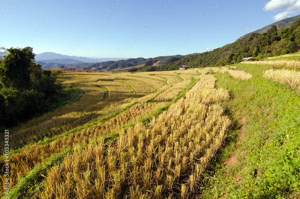 View of rice farm and cloudy blue sky by local people in mountai View of rice farm and cloudy blue sky by local people in mountai
