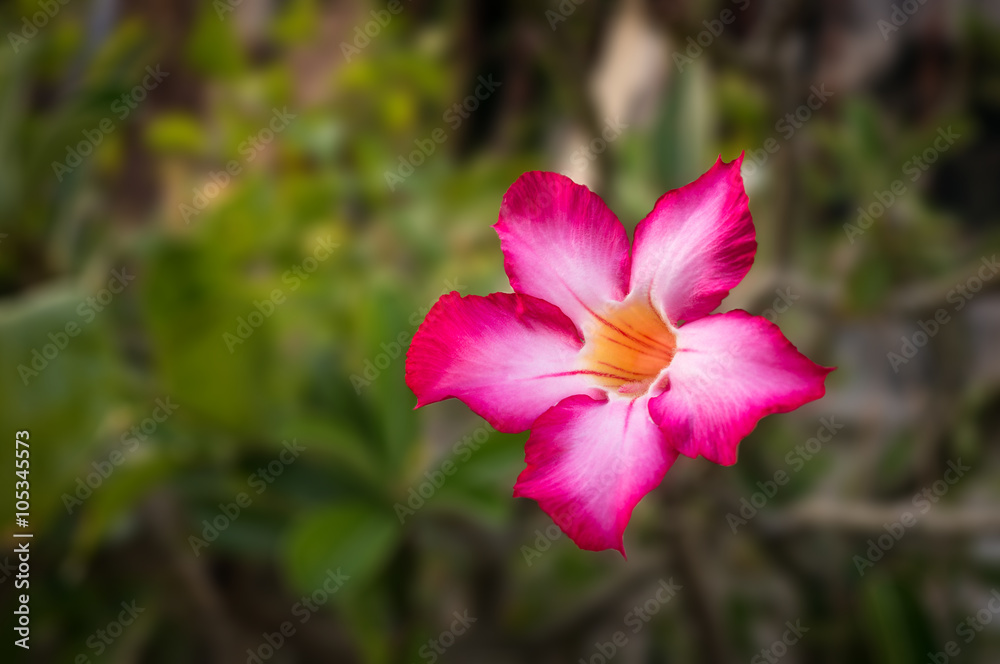 Fototapeta premium Adenium Obesum