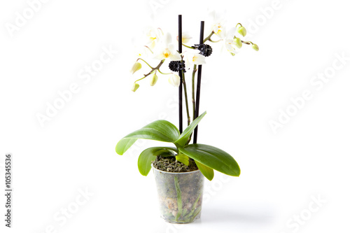 Fototapeta Naklejka Na Ścianę i Meble -  Mini-Orchidee