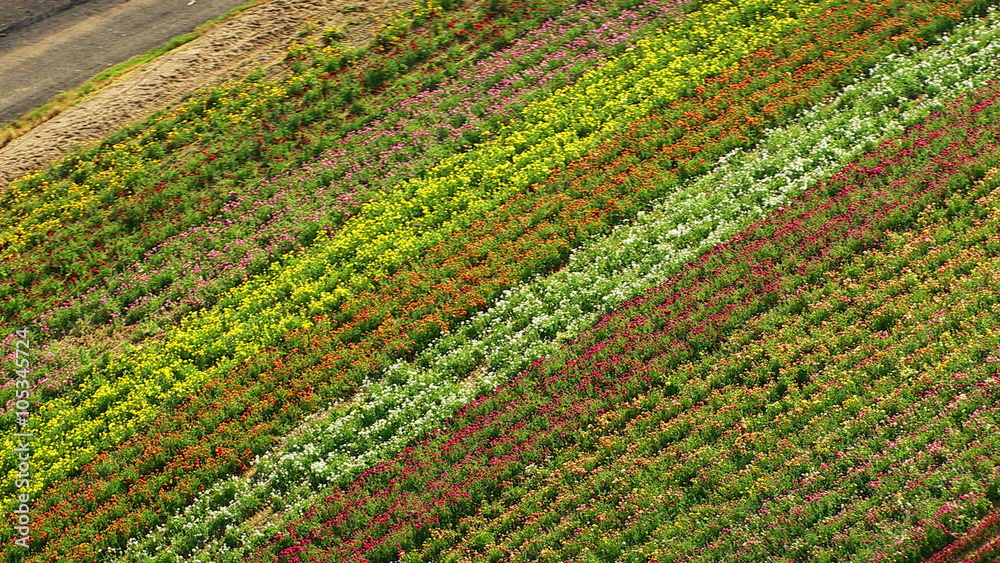 Rows of flowers on a farm, aerial shot Rows of flowers on a farm, aerial shot