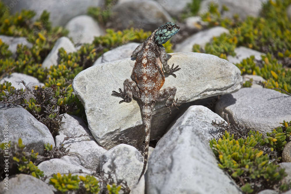 Agama Atra Lizard Agama Atra Lizard