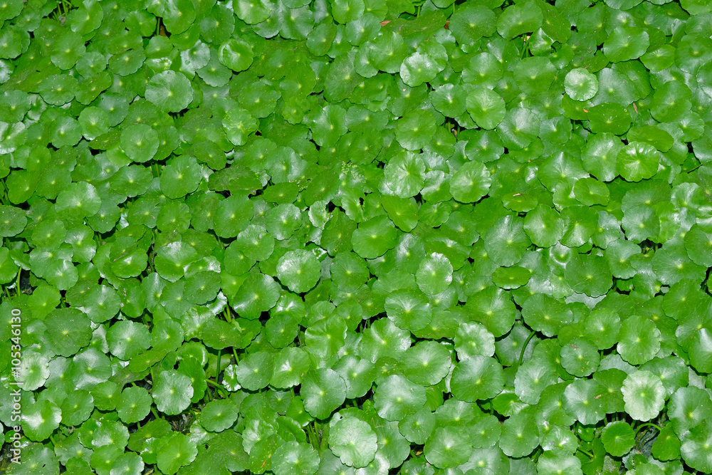 asiatic Pennywort, is a plant that indicated in the treatment of diseases