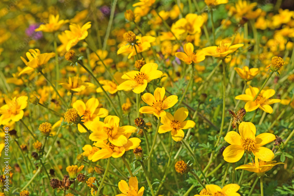 Beautiful fresh vibrant Autumn Fall wild flower scene