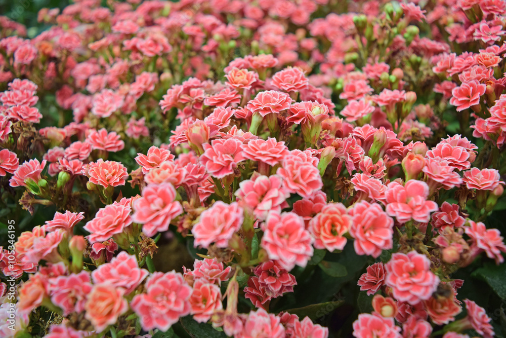 Plant Flowers - Pink Kalanchoe blossfeldiana is flowers background Plant Flowers - Pink Kalanchoe blossfeldiana is flowers background