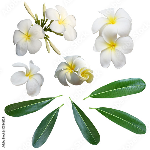 White Frangipani flower and leaves isolated background