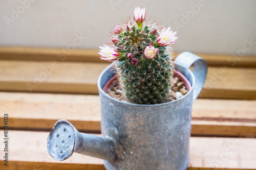 Mammillaria capensis cactus flowers photo