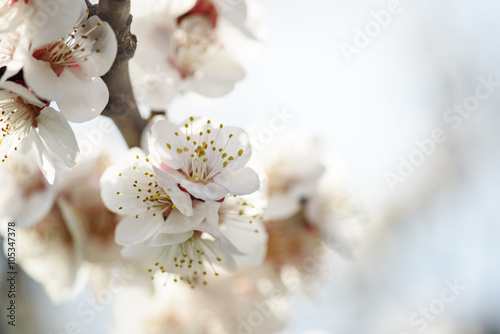 Cherry Blossom © hitdelight