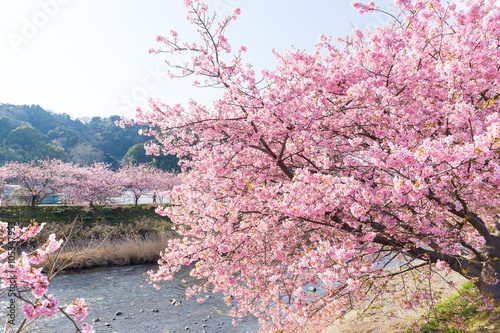 Kawazu Sakura in japan photo