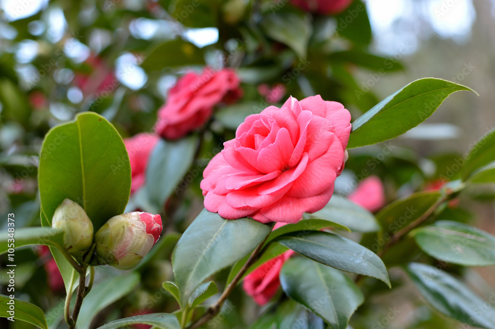 camellia pink camellia pink