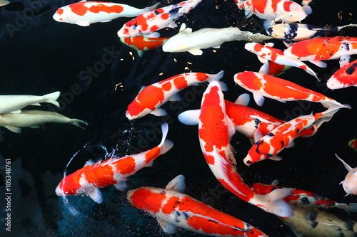 Fotografía Koi