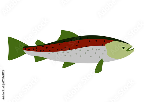 Rainbow trout vector cartoon illustration. Rainbow trout on white background. Rainbow trout vector. Trout illustration. Trout isolated vector.