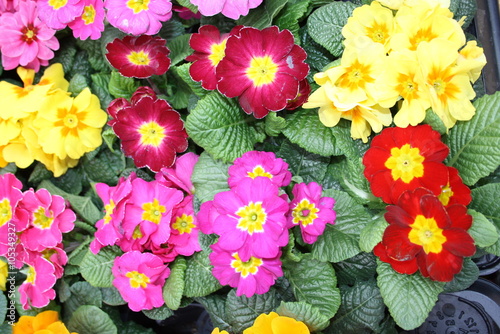 Wallpaper Mural Gerbera, bunter Strauß an Gerbera, Blumenstrauß Torontodigital.ca