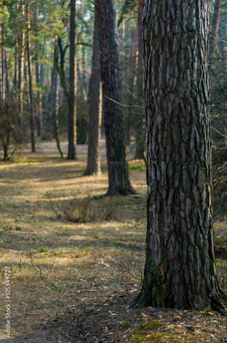 pine forest in the early spring