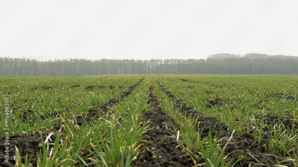 New shoots of a winter wheat on a spring field. New shoots of a winter wheat on a spring field.