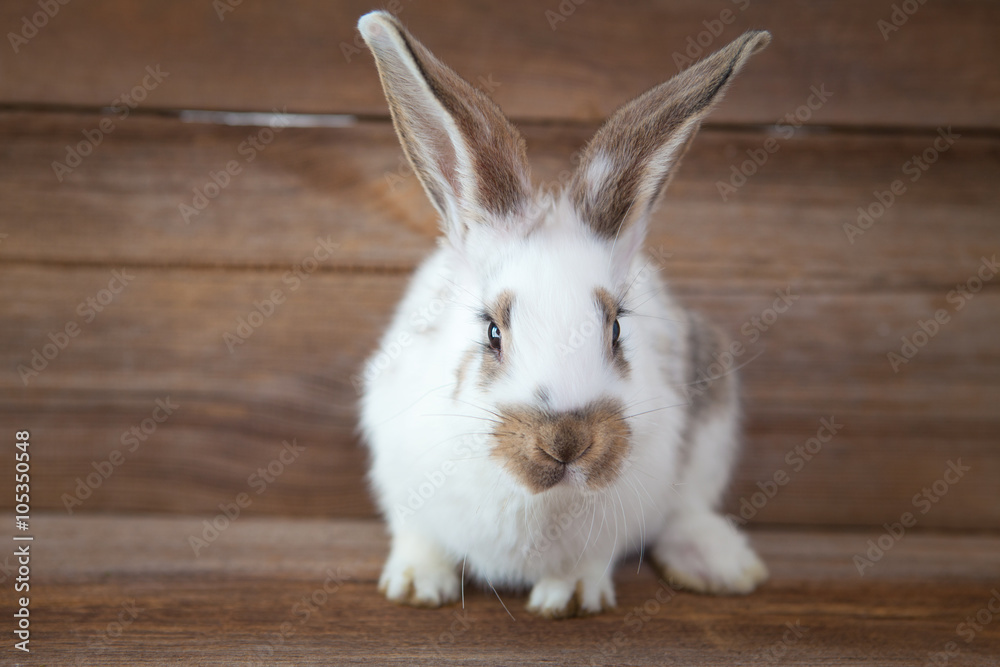 easter bunny easter bunny