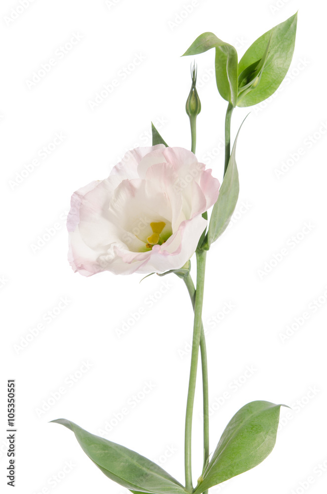 Beauty light pink flower isolated on white. Eustoma Beauty light pink flower isolated on white. Eustoma