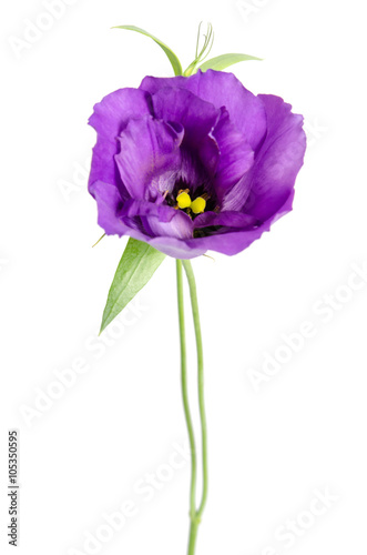 Beauty violet flower isolated on white. Eustoma © Soyka
