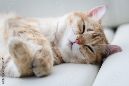 little red cat