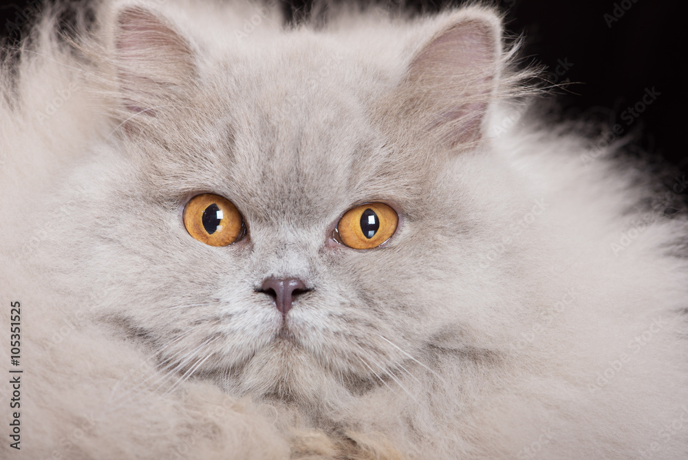 british longhair cat portrait close up british longhair cat portrait close up
