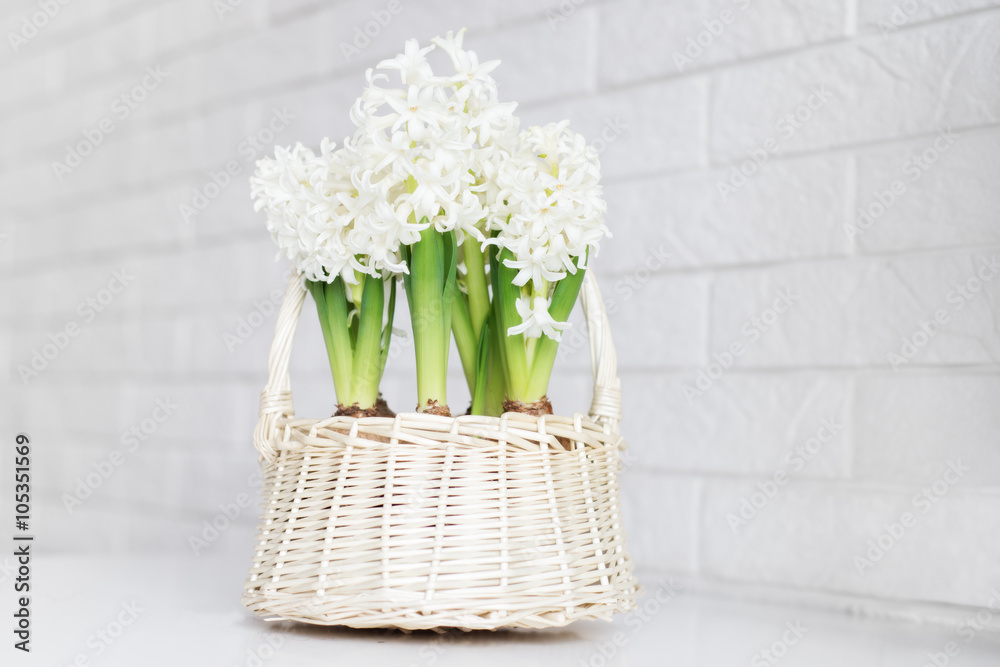 white hyacinth flowers