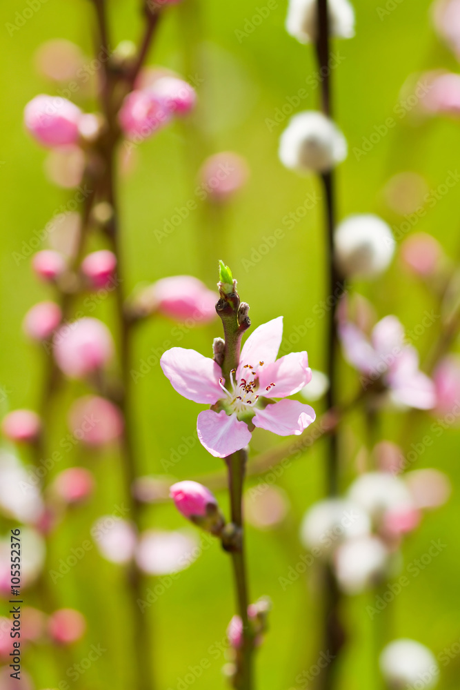Obraz premium Frühlingszweige