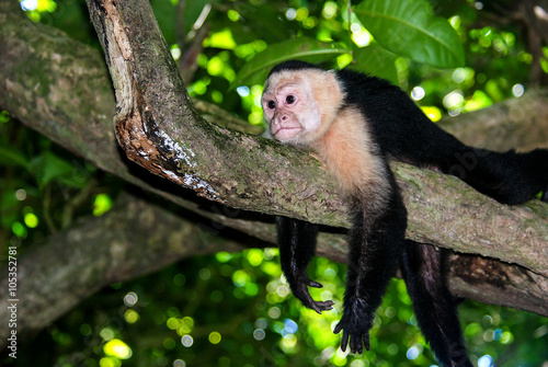 White faced capuchin monkey chilling out