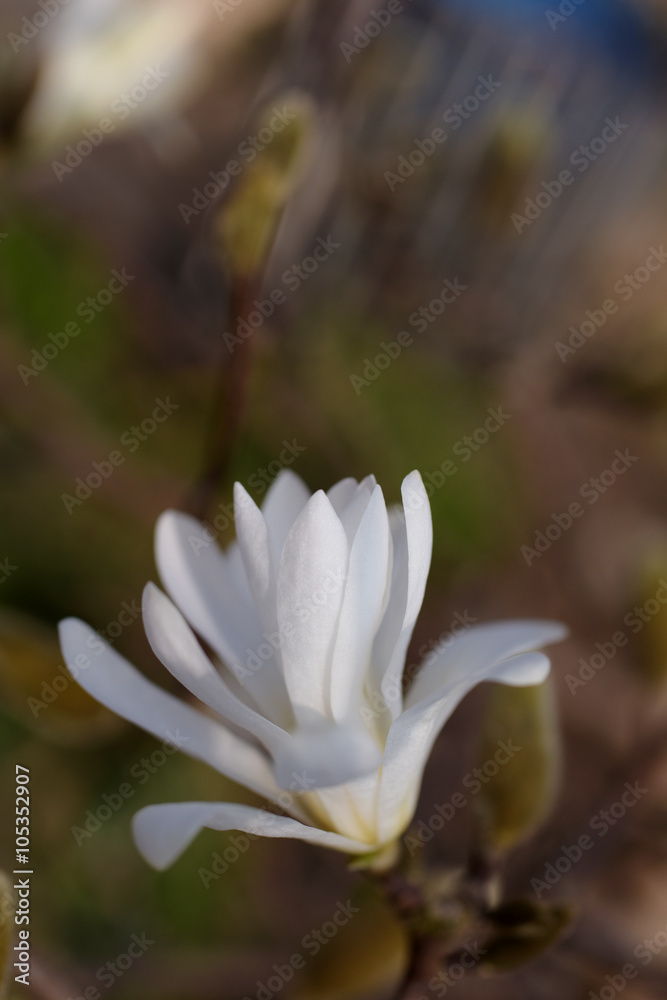 Magnolia flowers Magnolia flowers