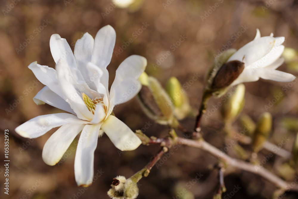 Magnolia flowers Magnolia flowers