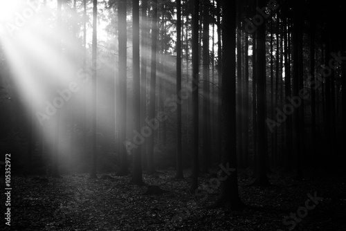 Fototapeta Deep forest with sun rays