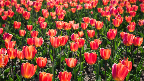 beautiful tulips field in spring time