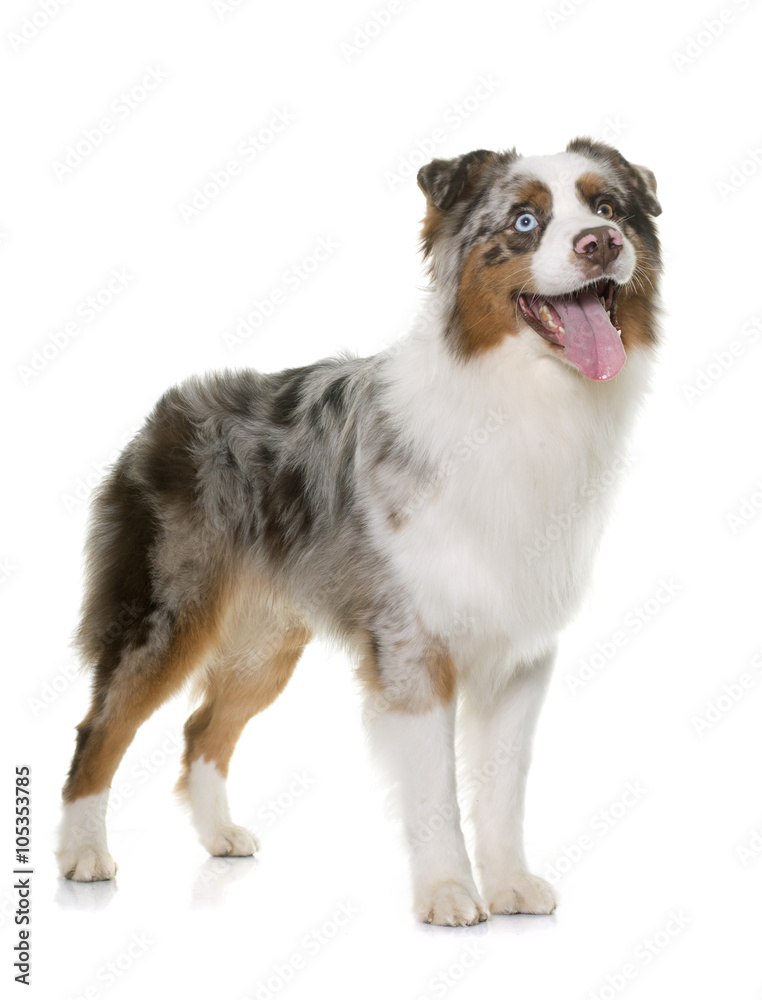 brown australian shepherd