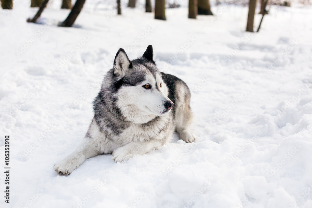 Huski is laying