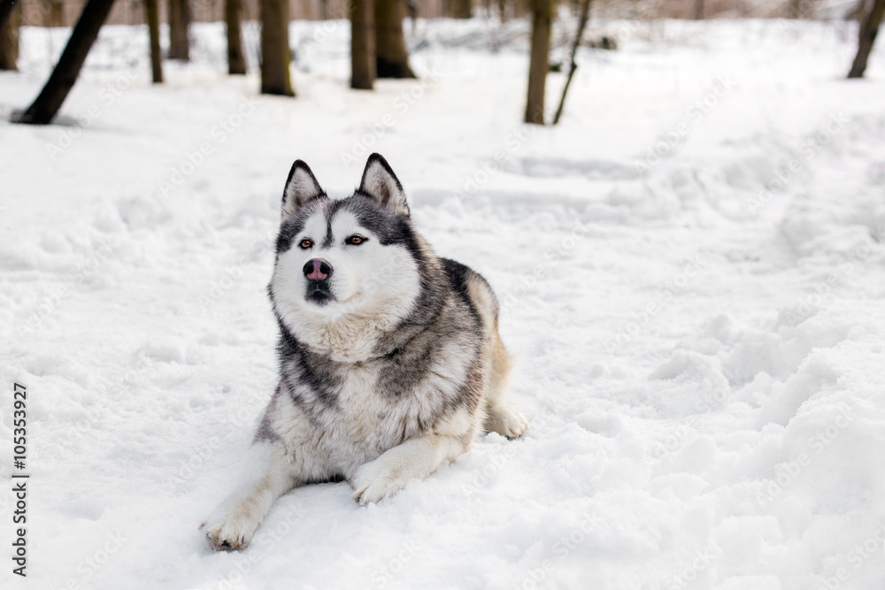 Naklejka premium Faithful huski is laying