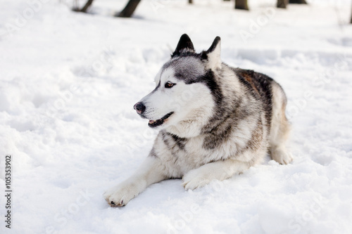 Dog is laying on snow © Mironifamily