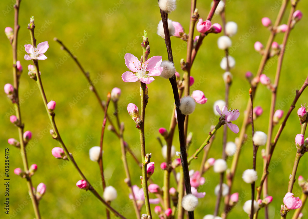 Frühlingszweige