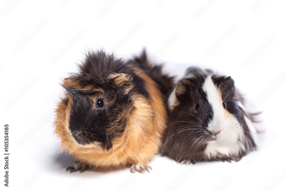 Fototapeta premium two guinea pig on a white background