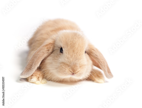 furry ginger rabbit