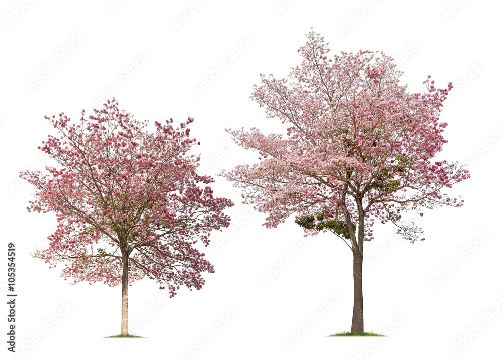 Obraz premium Collection of Isolated Tabebuia rosea trees on white background