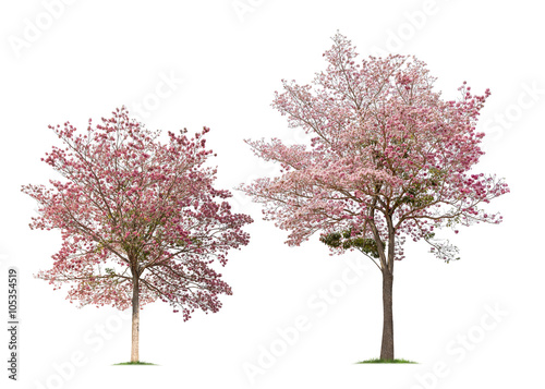 Collection of Isolated Tabebuia rosea trees on white background photo